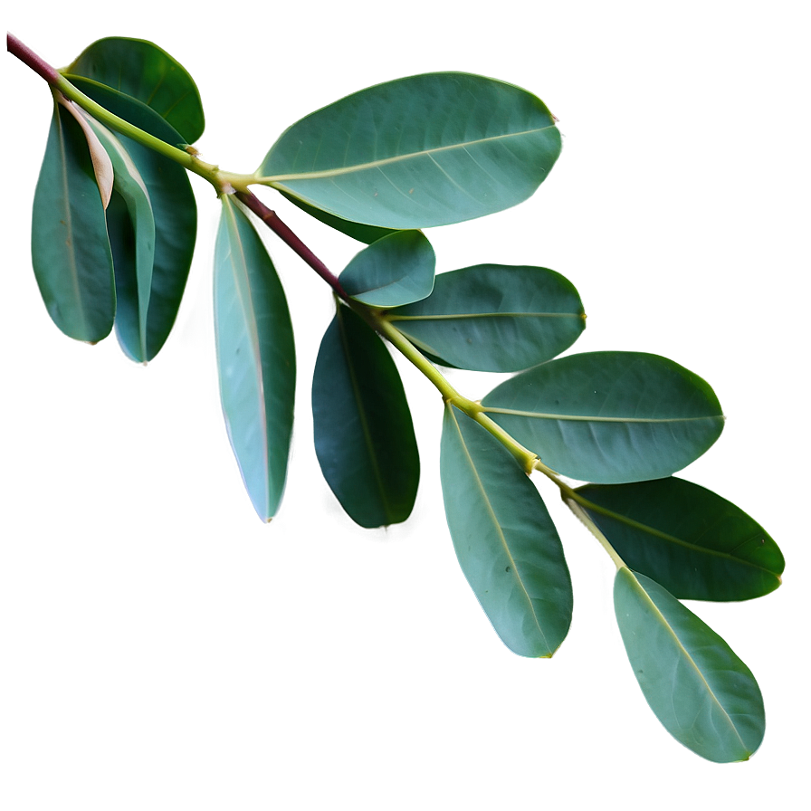 Eucalyptus Leaves Flat Png 06272024 PNG Image