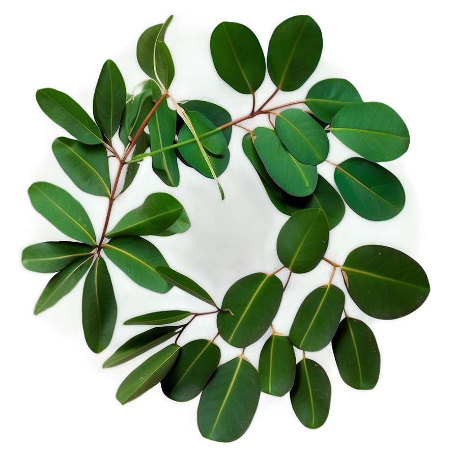 Eucalyptus Leaves Frame Png 05242024 PNG Image