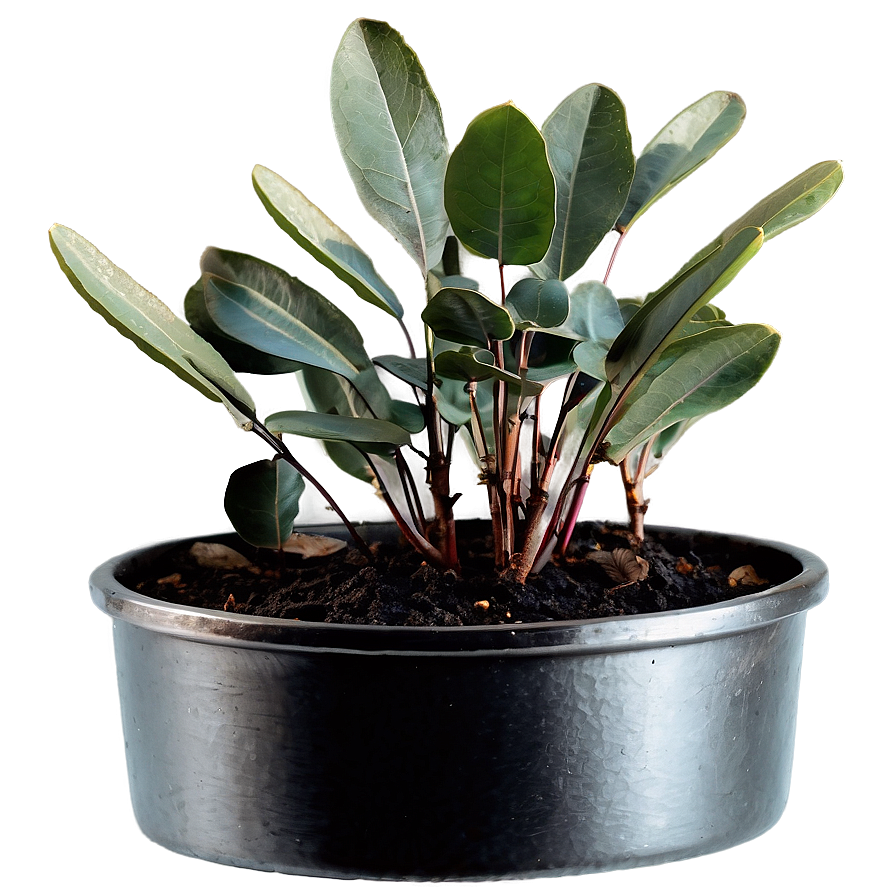 Eucalyptus Leaves In Pot Png 06272024 PNG Image