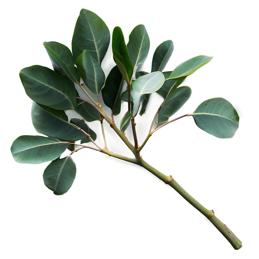 Eucalyptus Leaves Isolated Png 06272024 PNG Image