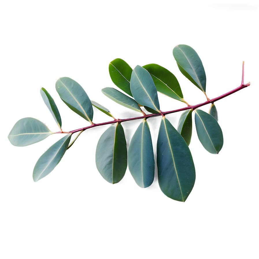 Eucalyptus Leaves Isolated Png 06272024 PNG Image