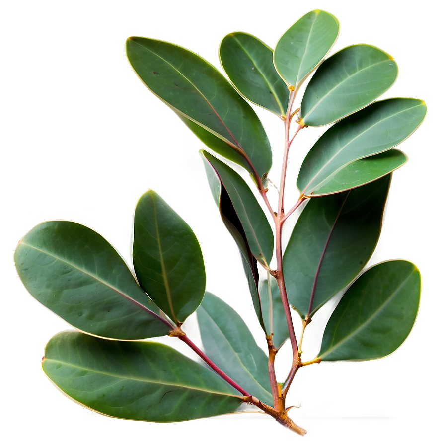 Eucalyptus Leaves Isolated Png Mlt PNG Image