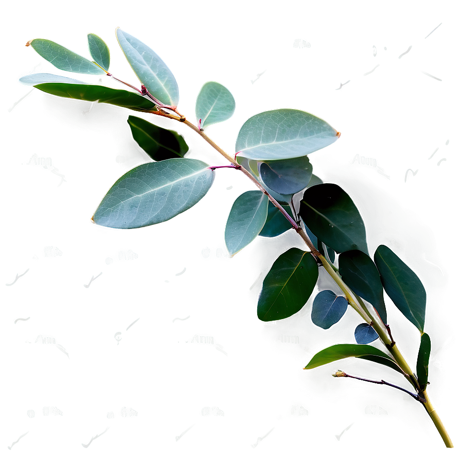 Eucalyptus Leaves On White Png Cgh50 PNG Image