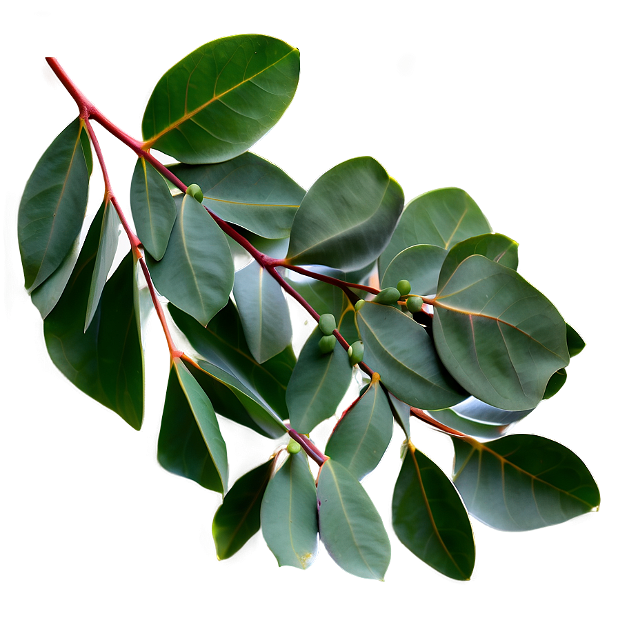 Eucalyptus Leaves On White Png Vhd PNG Image