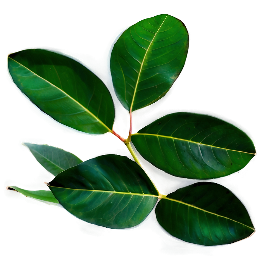 Eucalyptus Leaves Overlay Png 06272024 PNG Image