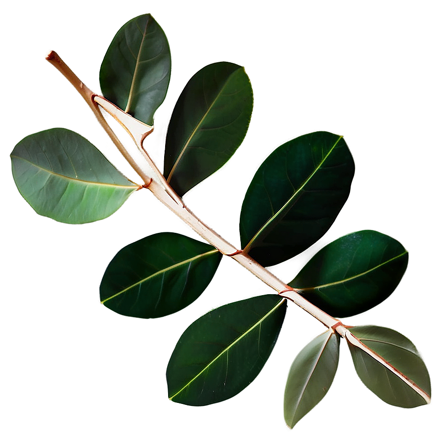 Eucalyptus Leaves Overlay Png Buq PNG Image