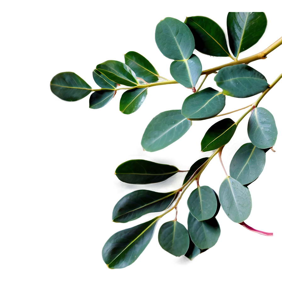 Eucalyptus Leaves Png 10 PNG Image