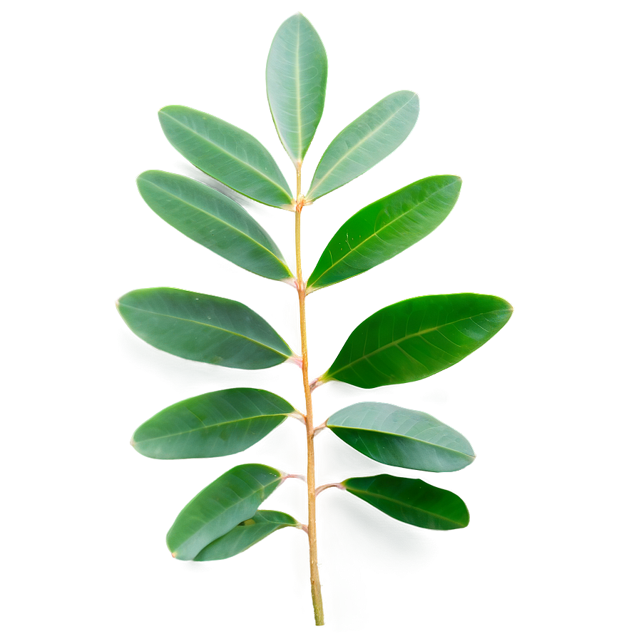 Eucalyptus Leaves Png Bve86 PNG Image