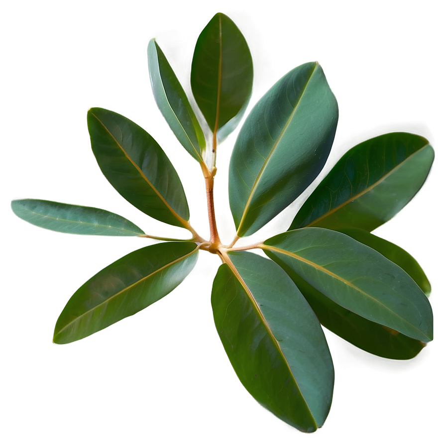 Eucalyptus Leaves Scent Png 75 PNG Image