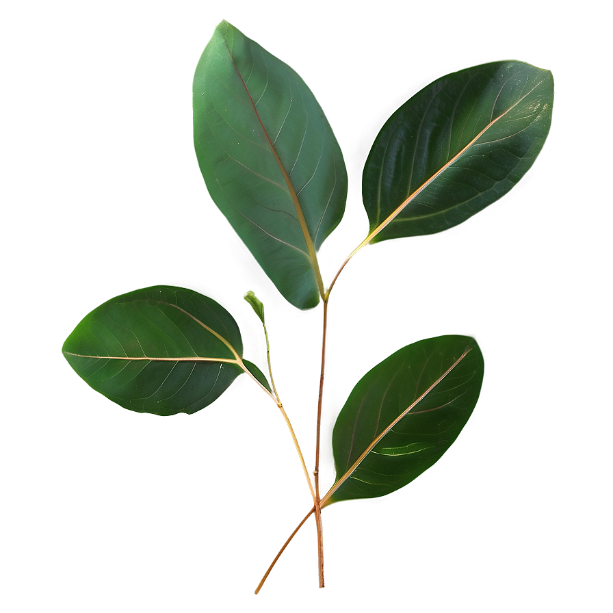 Eucalyptus Leaves Transparent Png Lhl42 PNG Image