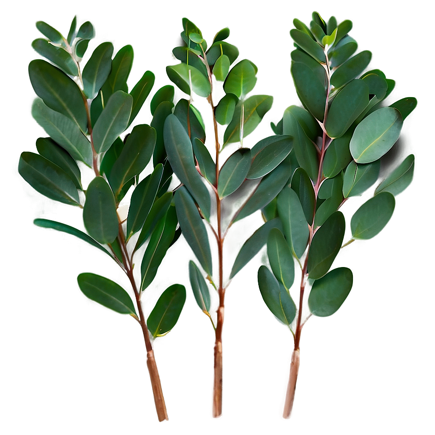 Eucalyptus Leaves Transparent Png Rxj29 PNG Image