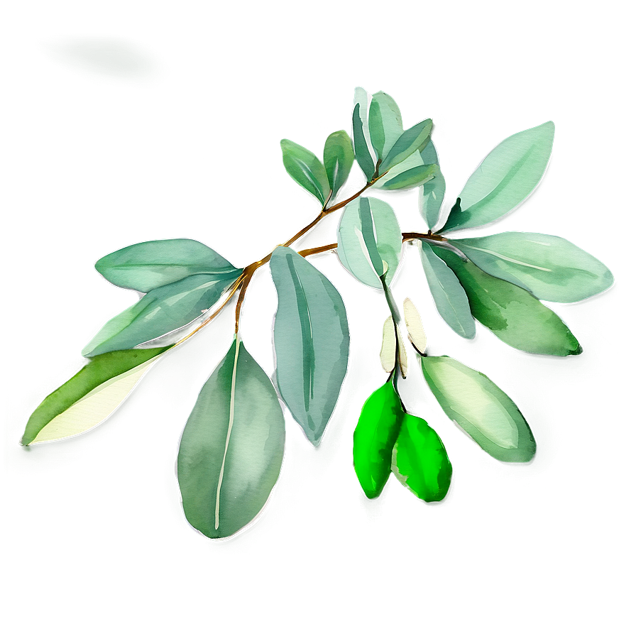 Eucalyptus Leaves Watercolor Png Dlh PNG Image