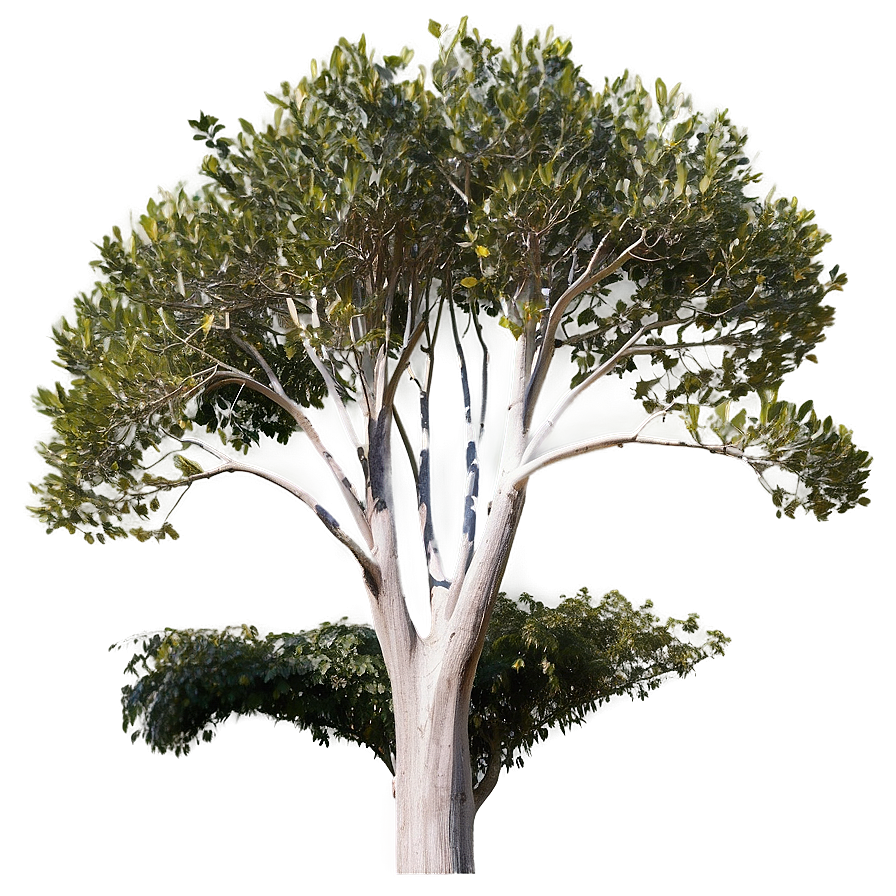 Eucalyptus Tree Canopy Png Jaq PNG Image