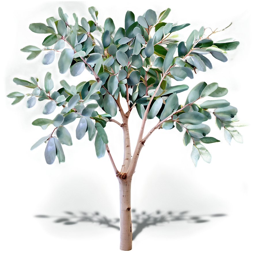 Eucalyptus Tree Leaves Png Jrb PNG Image