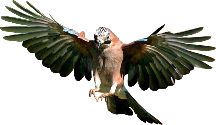 Eurasian Jay In Flight PNG Image