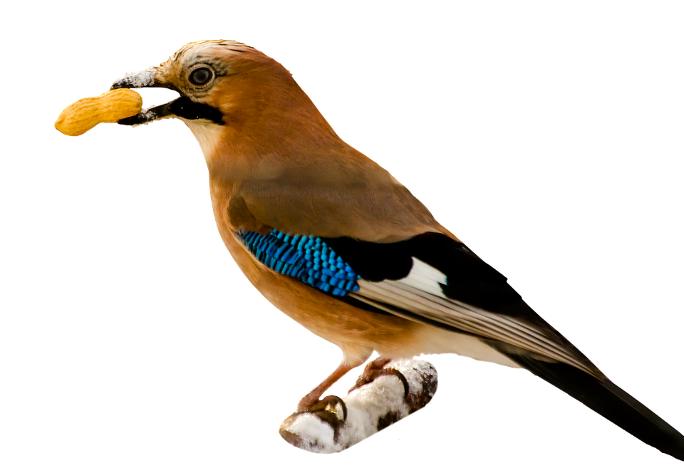 Eurasian_ Jay_ With_ Peanut PNG Image