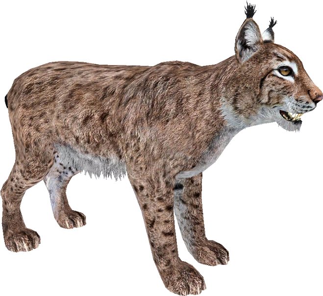 Eurasian Lynx Walking Profile PNG Image