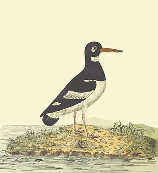 Eurasian Oystercatcher Illustration PNG Image