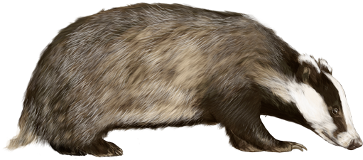 European Badger Illustration PNG Image