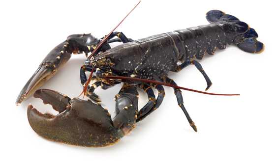 European Crayfish Isolated PNG Image