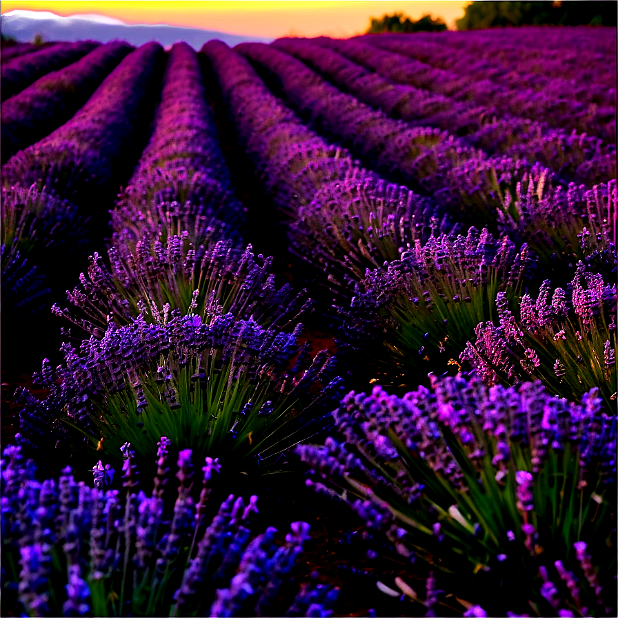 Evening Lavender Field Png Mtw PNG Image