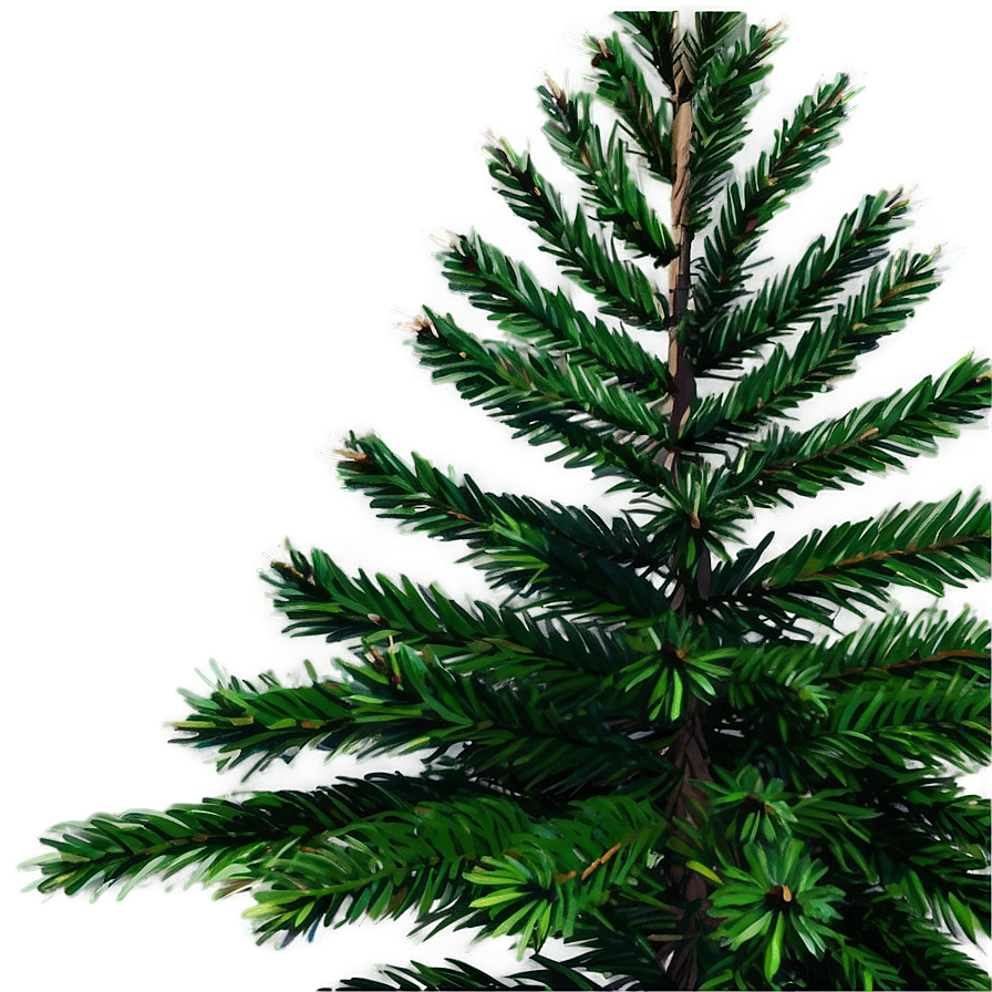 Evergreen Fir Tree Png Sbm75 PNG Image