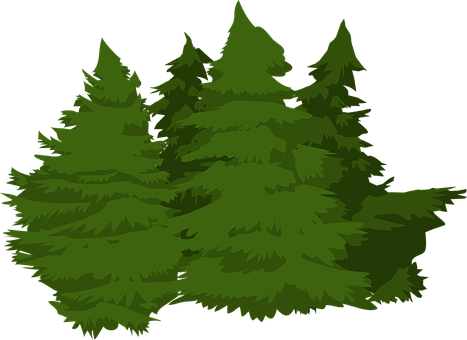 Evergreen Forest Illustration PNG Image