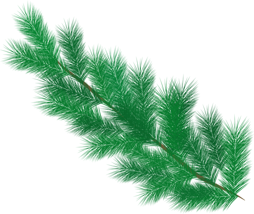 Evergreen Pine Branches.png PNG Image