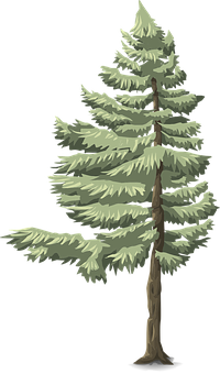 Evergreen Pine Tree Illustration PNG Image