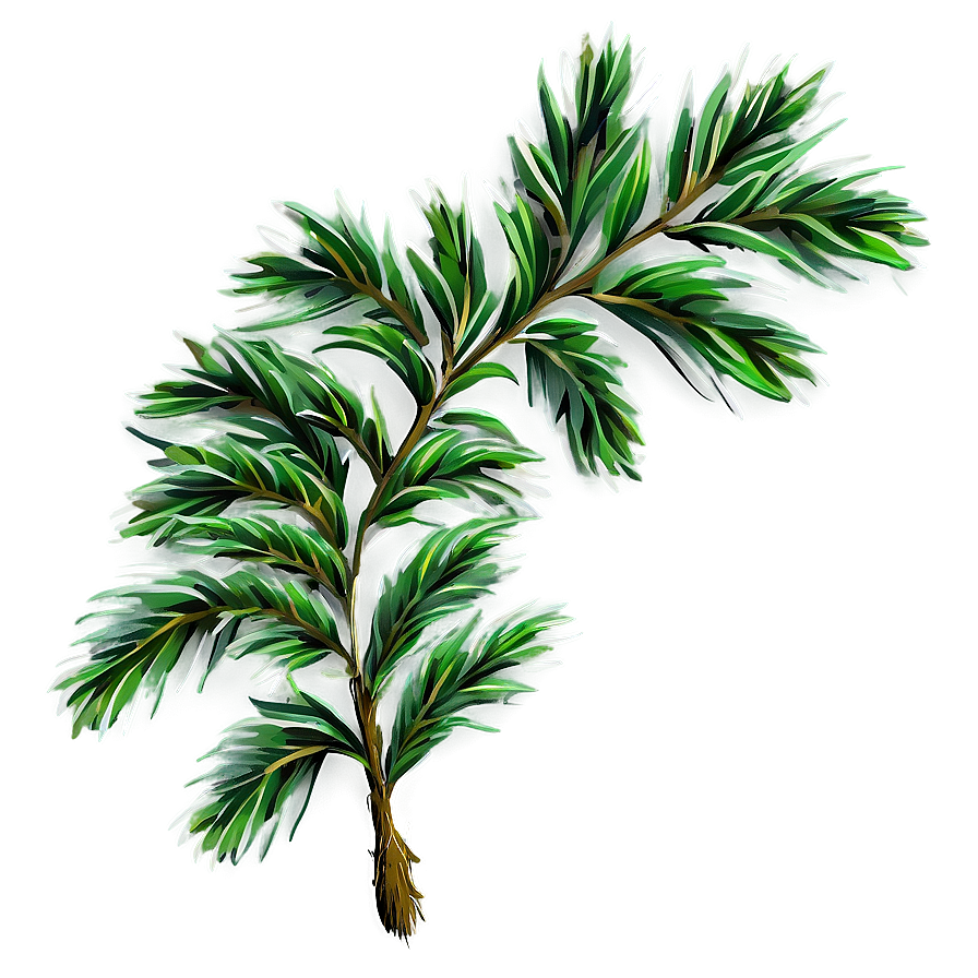 Evergreen Plant Png 05032024 PNG Image