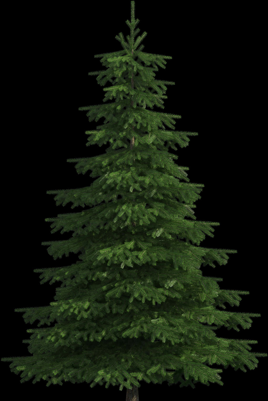 Evergreen Tree Black Background PNG Image