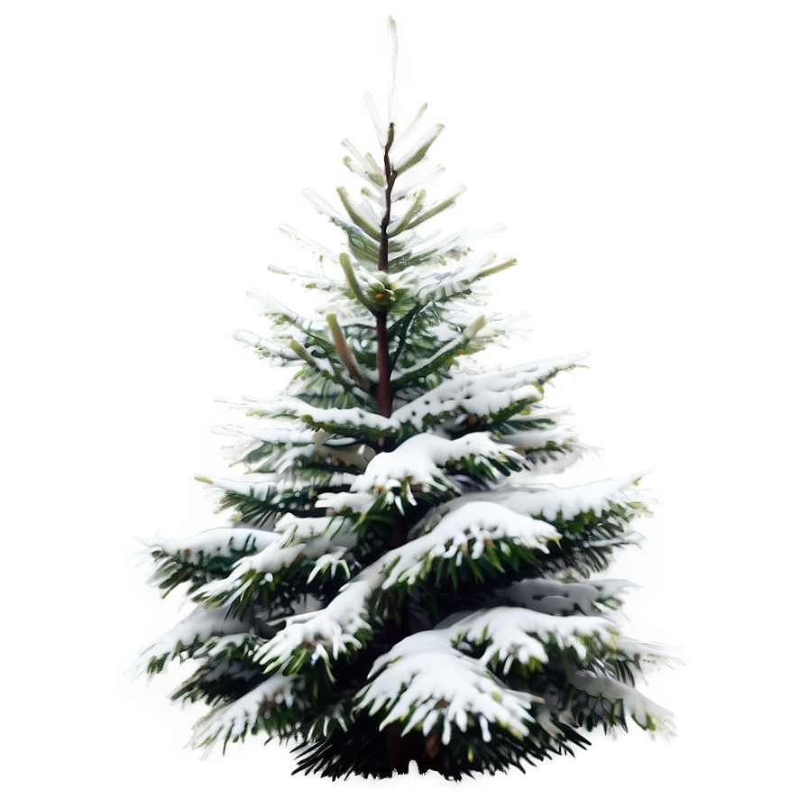 Evergreen Tree In Snow Png Faj PNG Image