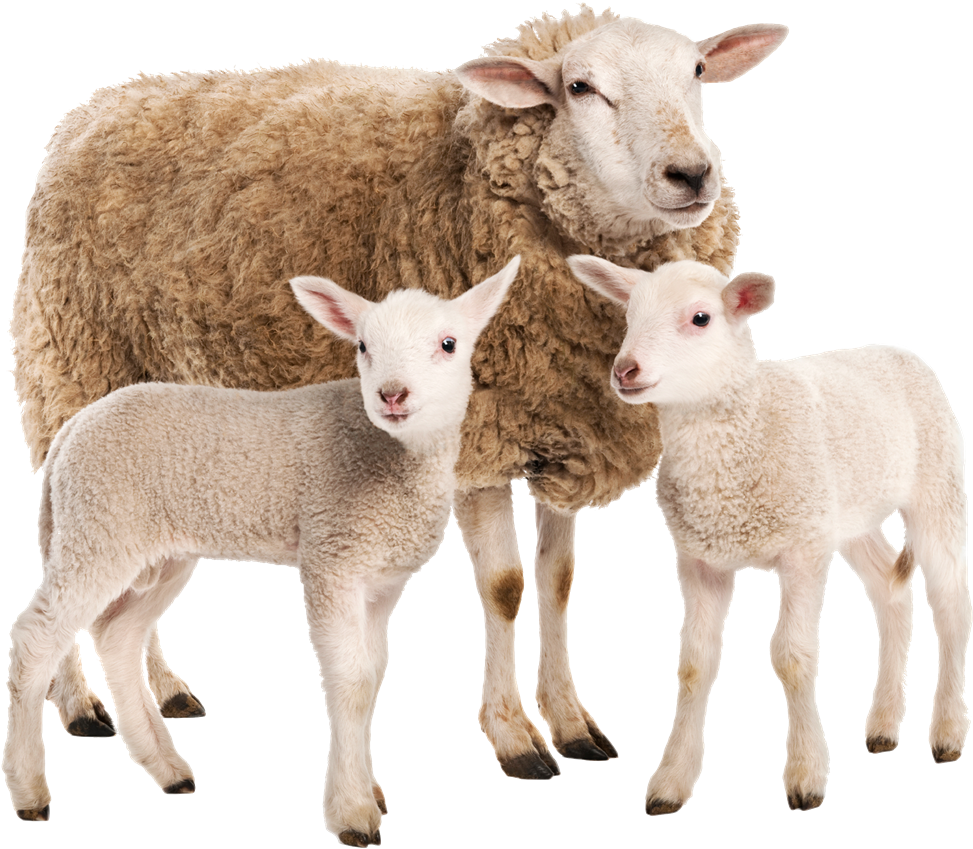 Eweand Lambs Family Portrait PNG Image