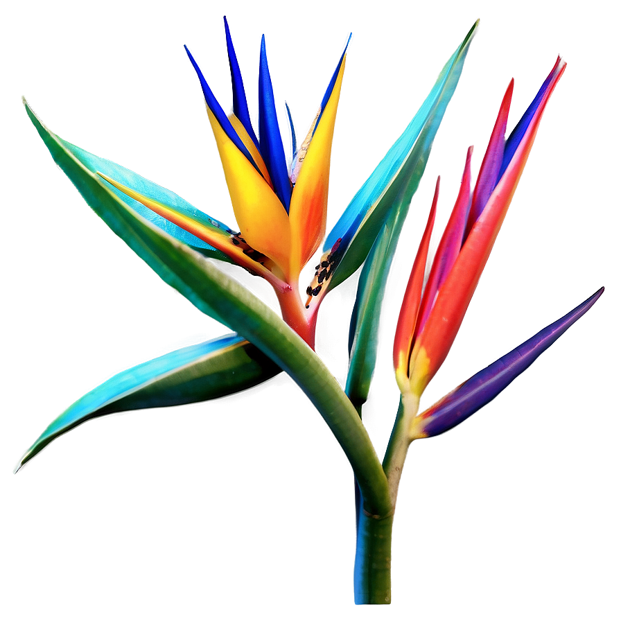 Exotic Bird Of Paradise Plant Png 78 PNG Image