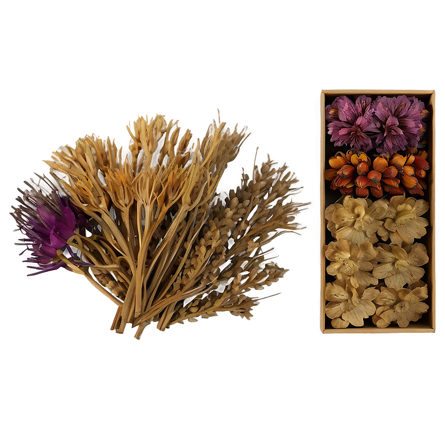 Exotic Dried Flowers Collection Png Req PNG Image