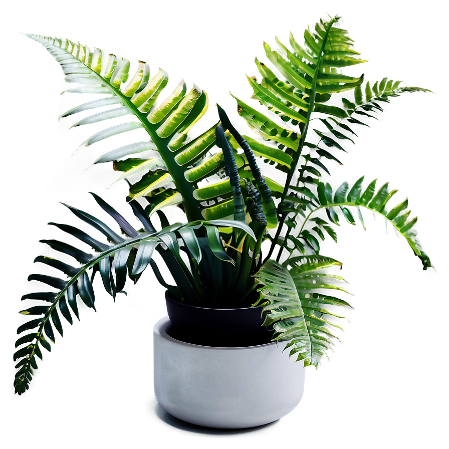 Exotic Indoor Ferns Png Tet47 PNG Image