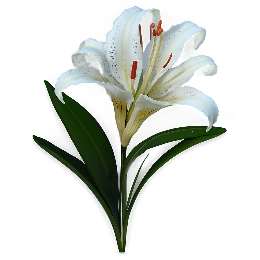 Exotic Lily Flower Png Dgj44 PNG Image