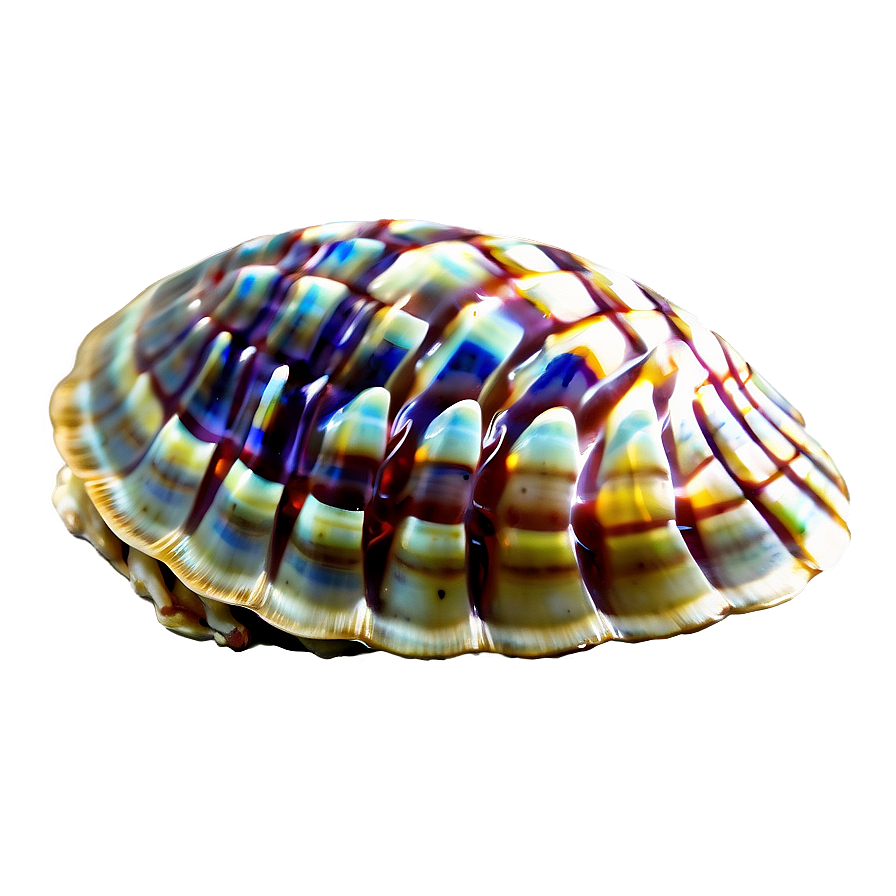 Exotic Shell From Distant Shore Png Rfq62 PNG Image