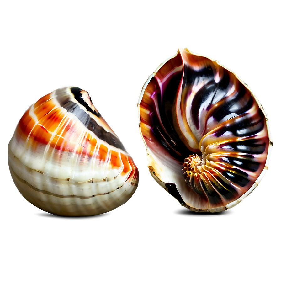 Exotic Shells Closeup Png 06212024 PNG Image