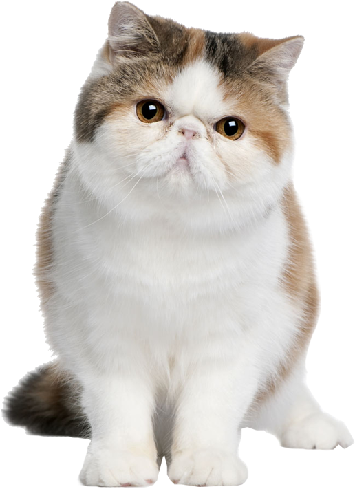 Exotic Shorthair Cat Standing PNG Image