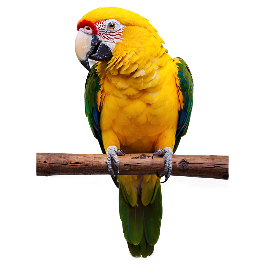 Exotic Yellow Parrot Png Vqs PNG Image