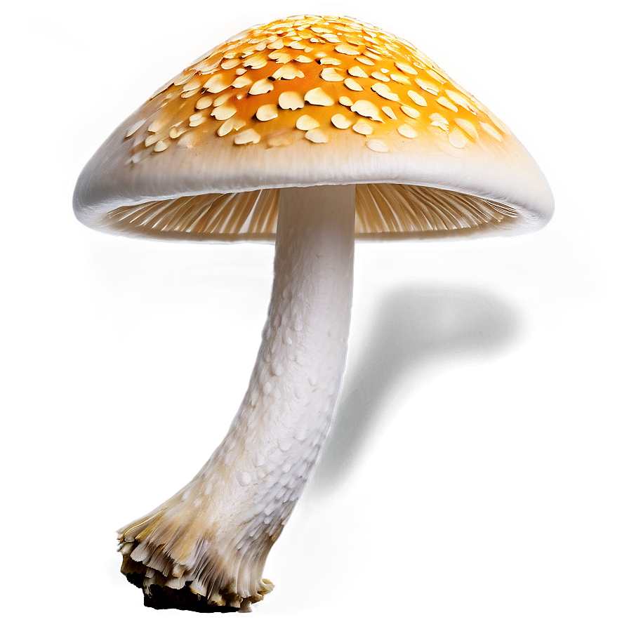 Exquisite Fungi Png 06132024 PNG Image