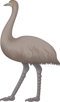 Extinct Emu Illustration PNG Image