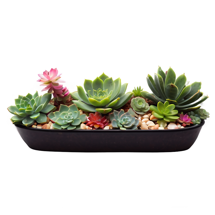 Fairy Garden Succulents Png 06212024 PNG Image