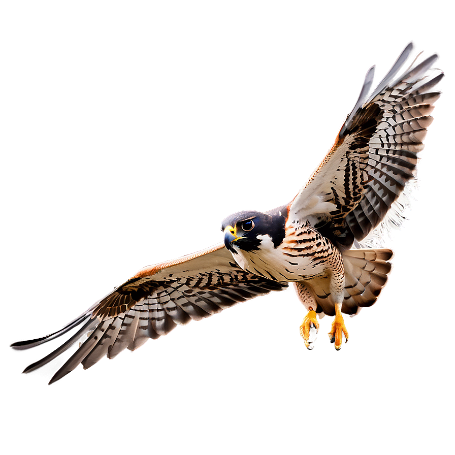 Falcon Bird Hunting Png Dic PNG Image