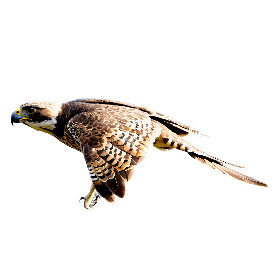 Falcon Hunting Dive Png Mrc PNG Image