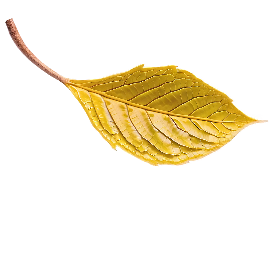 Fall Leaf Close-up Png Yfq30 PNG Image