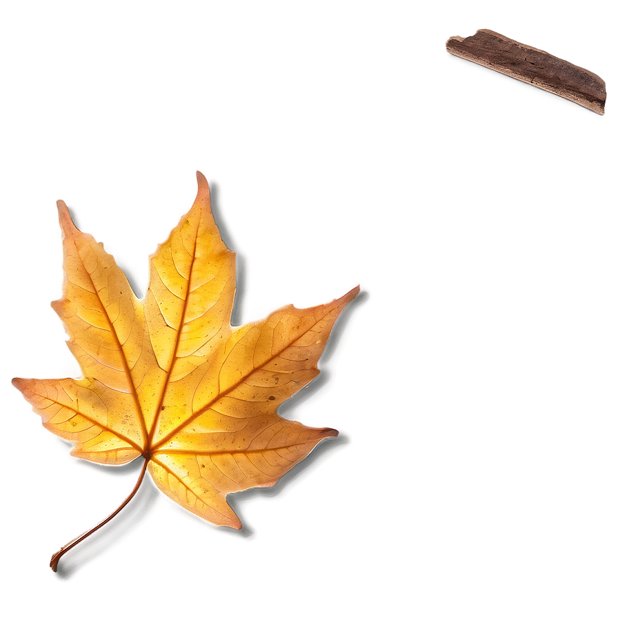 Fall Leaf In Sunlight Png 15 PNG Image