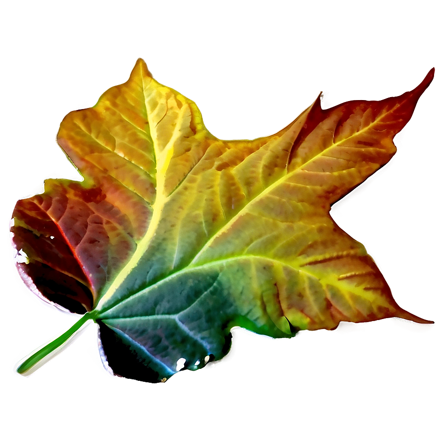 Fall Leaf On Black Png 05252024 PNG Image