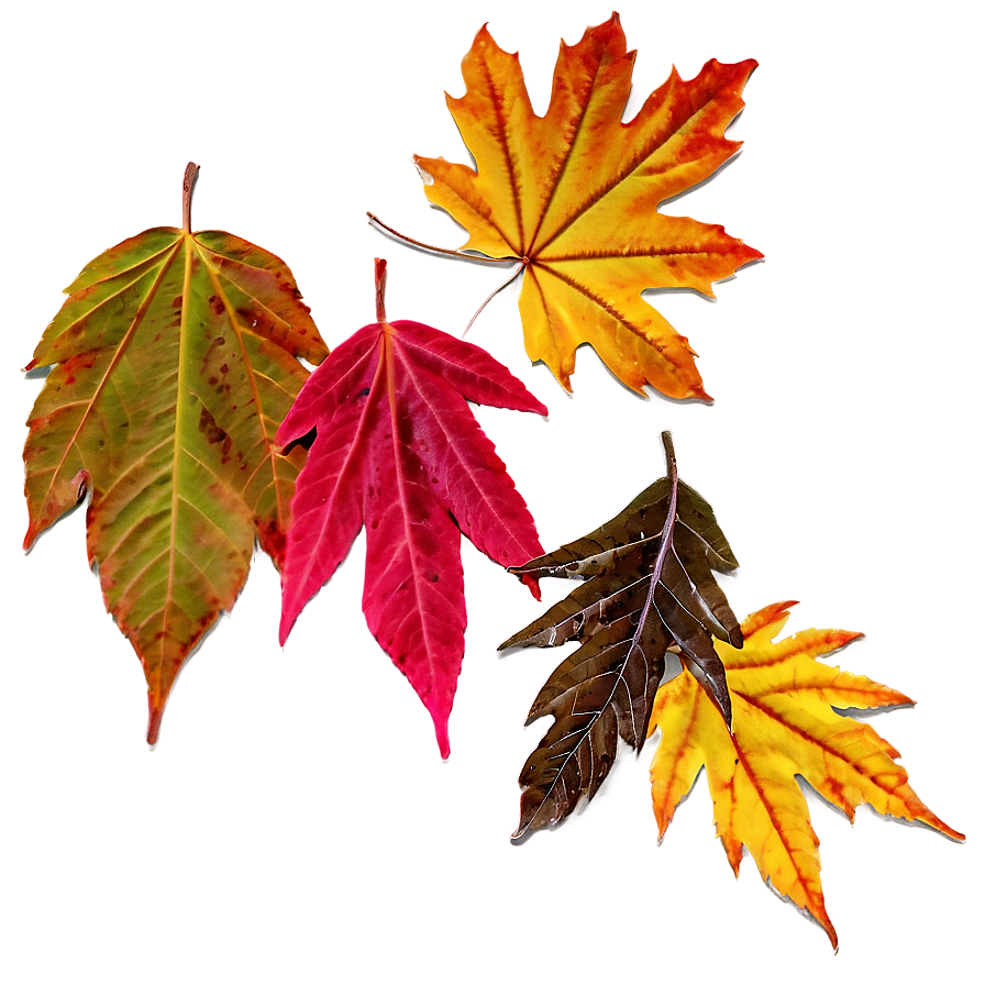 Fall Leaves D PNG Image